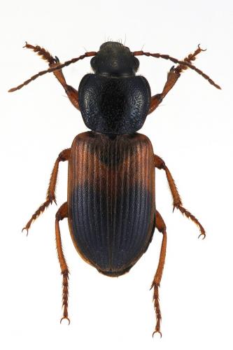 Gynandromorphus etruscus